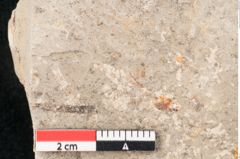 Foto (Detailansicht) von Cinnamomum polymorphum Braun (NHMW-GEO-2024-0188-7934)